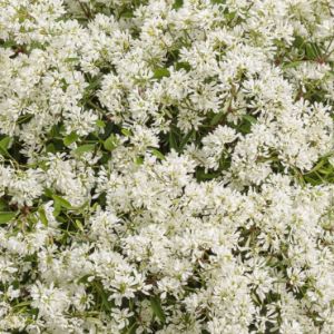 Euphorbia (Proven Winners) Euphorbia (Proven Winners)