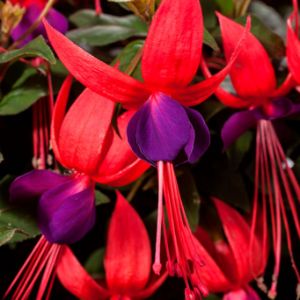 Fushia Fushia