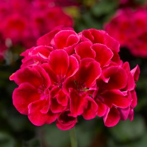 Geraniums (Caliope) Geraniums (Caliope)