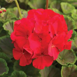 Geraniums (Seed)