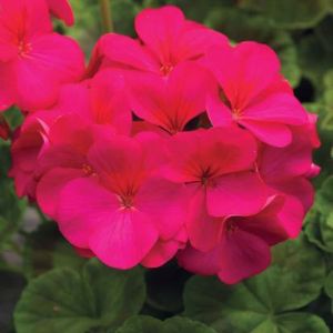 Geraniums (Seed)