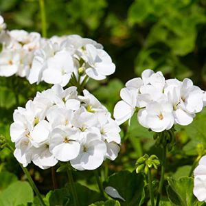 Geraniums (Seed)