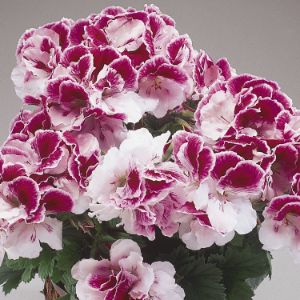 Geraniums (Regal)