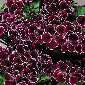 Geraniums (Regal)
