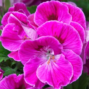 Geraniums (Regal)