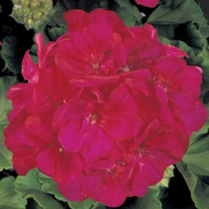 Geraniums (Zonal)