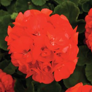 Geraniums (Zonal)