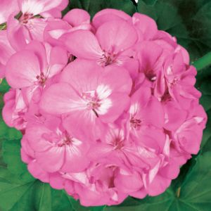 Geraniums (Zonal)