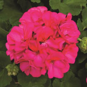 Geraniums (Zonal)