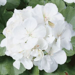 Geraniums (Zonal)