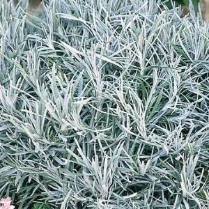 Helichrysum (Licorice Plant)