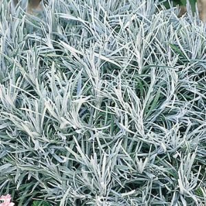 Helichrysum (Licorice Plant) Helichrysum (Licorice Plant)