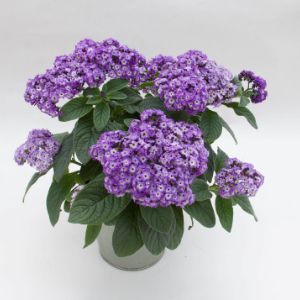 Heliotrope Heliotrope