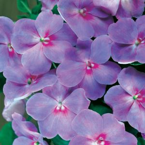 Impatiens Impatiens
