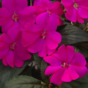 Impatiens