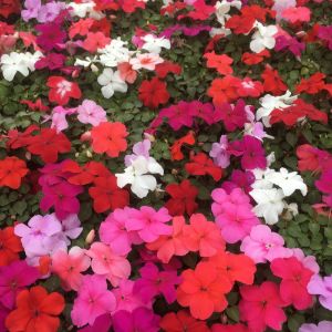 Impatiens