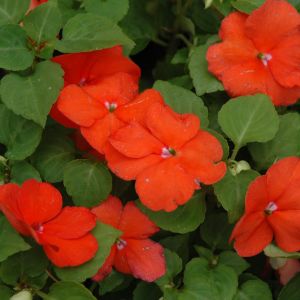 Impatiens