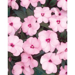 Impatiens