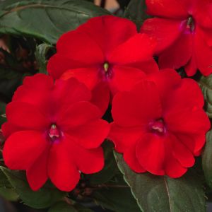 Impatiens