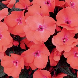 Impatiens