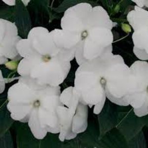 Impatiens