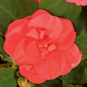 Impatiens (Double)