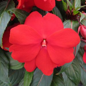 Impatiens (New Guinea) Impatiens (New Guinea)