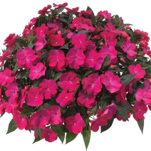 Impatiens (New Guinea)