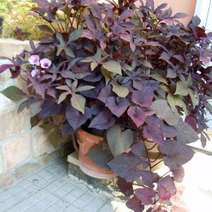 Ipomoea (Sweet Potato Vine) Ipomoea (Sweet Potato Vine)