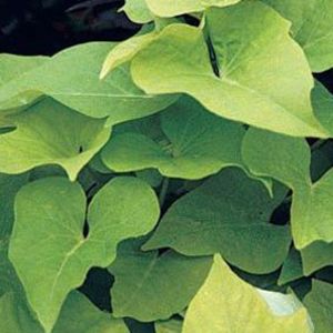 Ipomoea (Sweet Potato Vine)