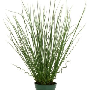Juncus Grass