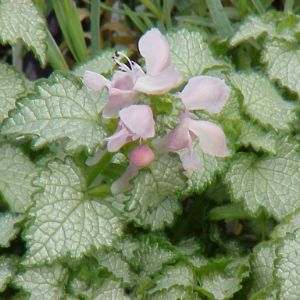 Lamium (Pink Nancy)