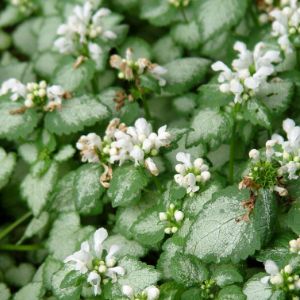 Lamium (Pink Nancy)