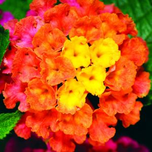 Lantana Lantana