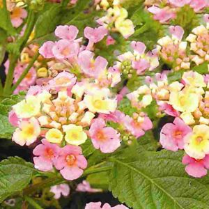 Lantana