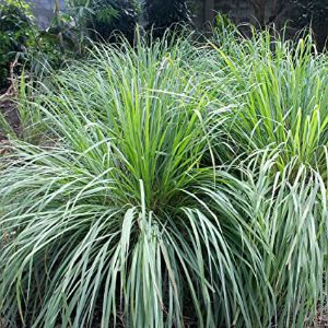 Lemon Grass Lemon Grass