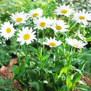 Leucanthemum (Shasta Daisy)