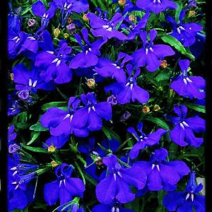 Lobelia Flats Lobelia Flats