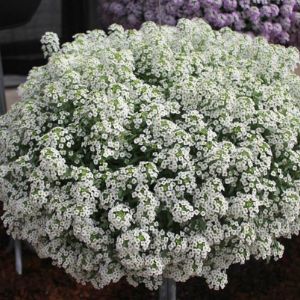 Lobularia (Proven Winners) Lobularia (Proven Winners)