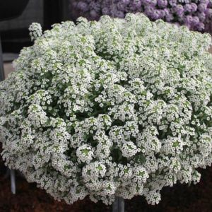 Lobularia (Proven Winners)