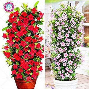 Mandevilla Mandevilla