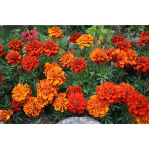 Marigolds Marigolds