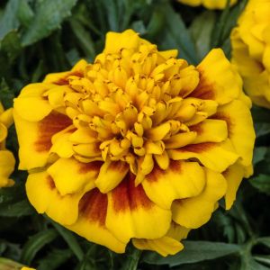 Marigolds