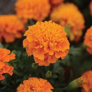 Marigolds