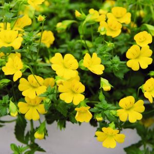Mecadonia Mecadonia