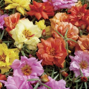 Moss Rose