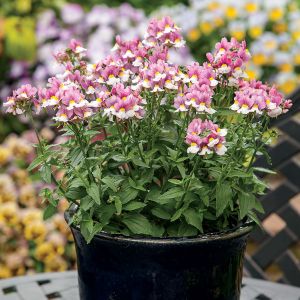 Nemesia (Proven Winners) Nemesia (Proven Winners)