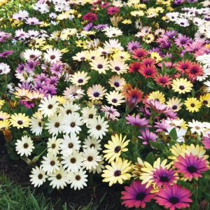 Osteospermum Osteospermum