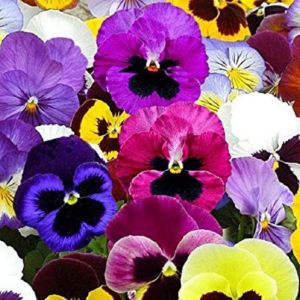 Pansy Pansy