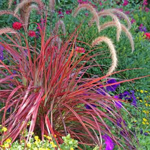 Pennisetum Pennisetum